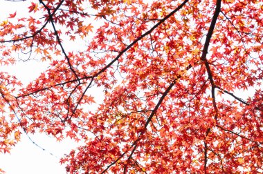 Sonbahar akçaağacı arkaplanı terk eder.