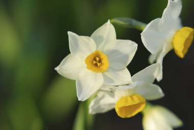 Güzel çiçekler, yakın manzara, yaz konsepti.
