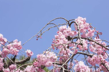 Renkli bahar çiçekleri güneş ışığında çiçek açıyor 