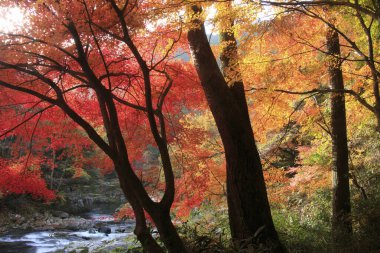 Ağaçlarla dolu bir ormanın içinden akan bir dere.