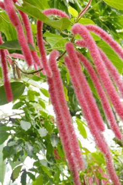 Ağaçtan sarkan pembe çiçekler