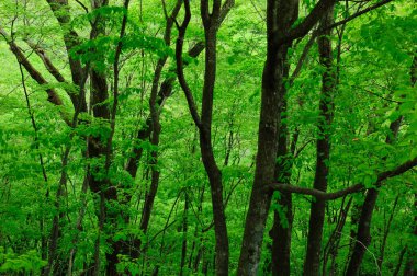 Güzel yeşil ağaçlar sık ormanlarda