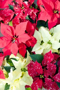 güzel çiçekler, görünümü kapatın