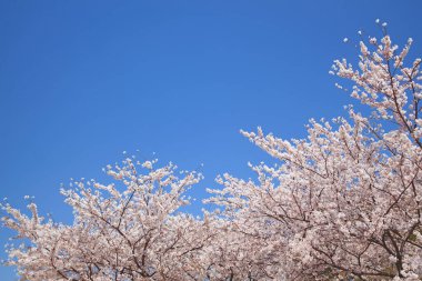 güzel kiraz çiçeği ağaç 