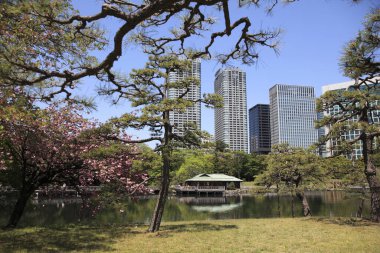 Tokyo, Japonya - 16 Haziran 22 0 18: Daiba Ku, Tokyo parkında kiraz ağacı