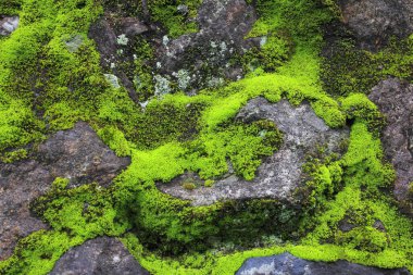 Dağlarda yosunlu bir kaya, yaklaş 