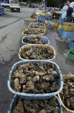 Deniz ürünleri pazarında içi istiridye dolu sepetler.