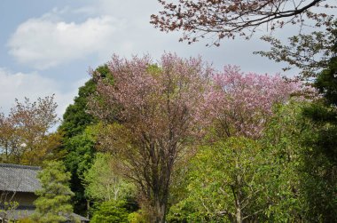 Japonya 'da kiraz çiçekleri, Tokyo