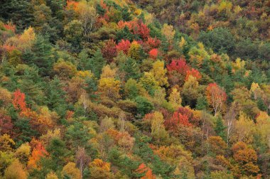 sonbahar yatay, ormanın içinde renkli ağaçlar 