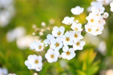 Renkli bahar çiçekleri güneş ışığında çiçek açıyor 