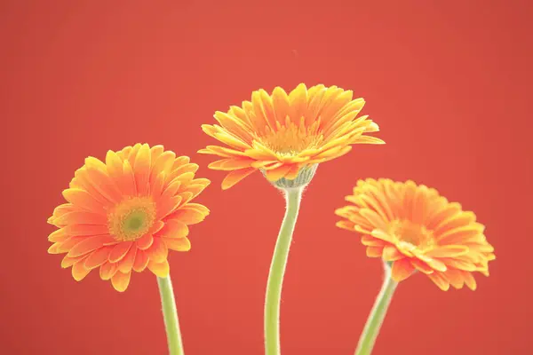 Bellissimi Fiori Crisantemo Arancione Sfondo Arancione — Foto Stock