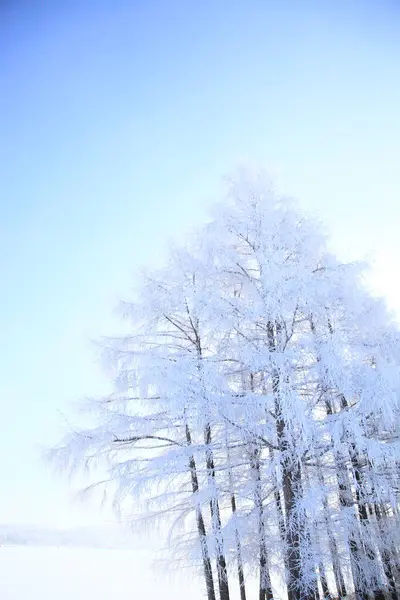Bela Paisagem Inverno Árvores Altas Sob Cobertura Neve — Fotografia de Stock