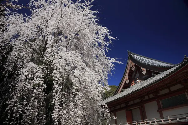 Cseresznyevirág Japánban — Stock Fotó