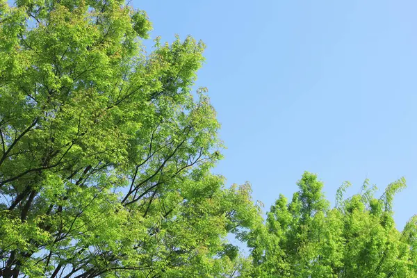 Groene Boom Het Bos Natuur Achtergrond — Stockfoto