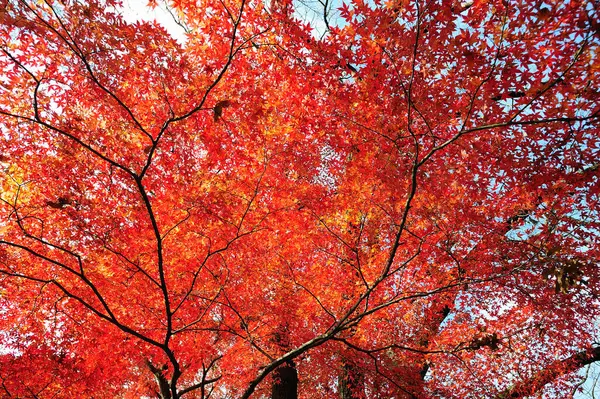 Vörös Őszi Levelek Erdőben — Stock Fotó