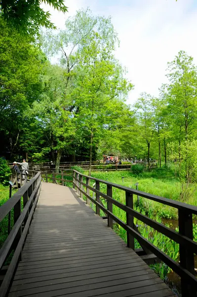 木製の橋が付いている美しい緑の公園の眺め — ストック写真