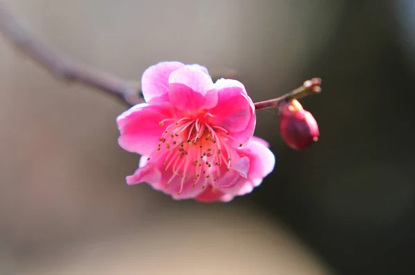 Όμορφα Ροζ Λουλούδια Στον Κήπο Άνθη Δέντρων Ανθίζουν Την Άνοιξη — Φωτογραφία Αρχείου