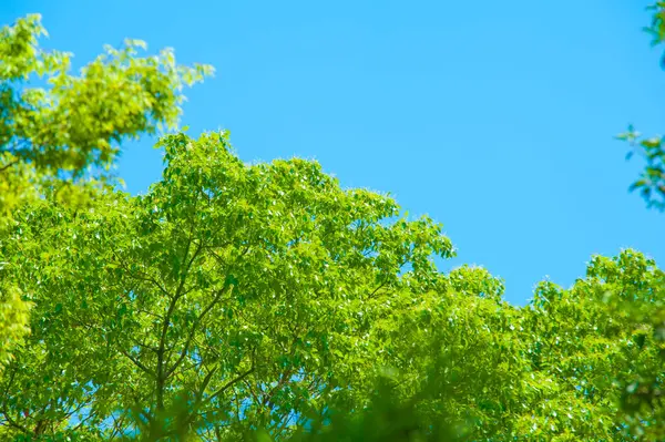 Arbres Verts Soleil Fond Bleu Ciel — Photo