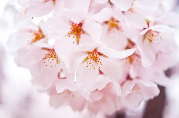 아름다운 분홍빛 꽃들이 가까이에서 바라본다 — 스톡 사진