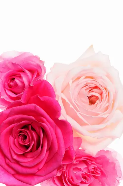 Roze Rozen Geïsoleerd Witte Achtergrond — Stockfoto
