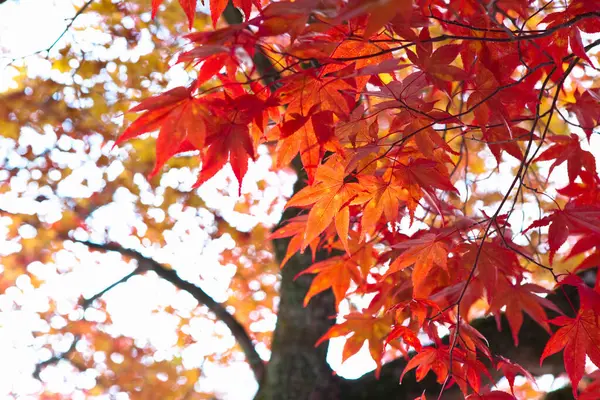 Sonbaharda Akçaağaç Yaprağı — Stok fotoğraf