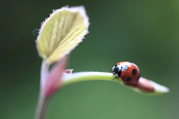 Rode Lieveheersbeestje Een Blad Het Gras — Stockfoto