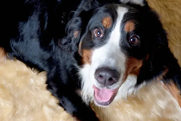 Ein Hund Der Mit Ausgestreckter Zunge Auf Einem Flauschigen Teppich — Stockfoto
