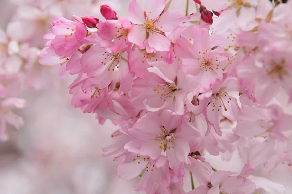 Bellissimi Fiori Rosa Giardino Fiori Albero Fiore Primavera — Foto Stock