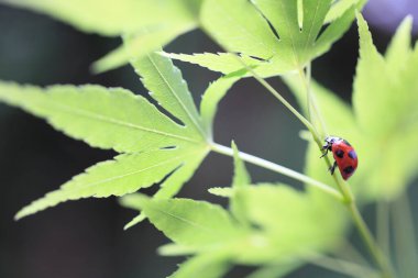 Bulanık arkaplanı olan yaprağın üzerindeki uğur böceği.