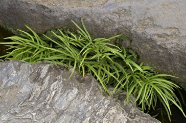 Gündüz vakti kayaların arasında yetişen taze yeşil bitkilerin etrafını sarın.