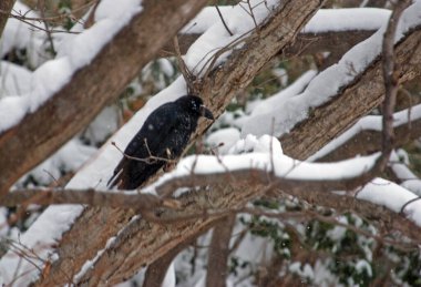 Karla kaplı ağaç dalındaki karga 