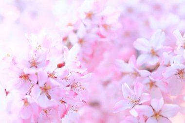 Güzel pembe çiçekler, kiraz ağacı çiçeği