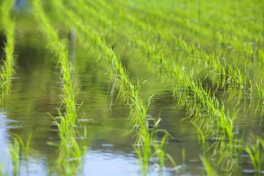 alanlar, bali, Endonezya pirinç