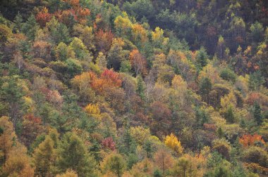 Renkli ağaçlar ve dağlarla dolu güzel sonbahar manzarası              