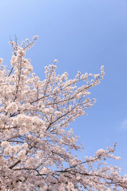 Renkli bahar çiçekleri güneş ışığında çiçek açıyor 