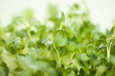 Beyaz arkaplanda taze yeşiller, yakın plan 