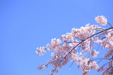 Japonya 'da kiraz çiçeği