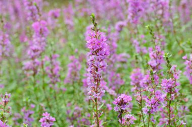 Yeşil arkaplanı olan mor bir çiçek tarlası.