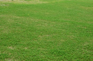 Parlak yeşil çim arka plan dokusu