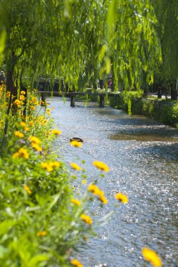 Güzel çiçekler, yeşil ağaçlar, parktaki nehir.