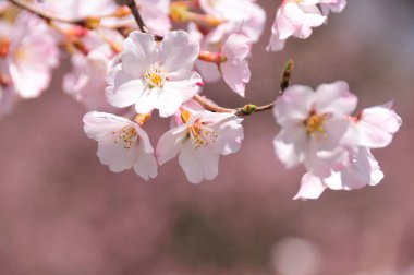 Bahçedeki güzel beyaz çiçekler. İlkbaharda kiraz çiçekleri, yakın plan. 