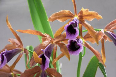 Gri arkaplanı olan bir çiçeğin yakın çekimi