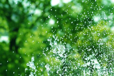 Taze yeşil yapraklar ve su damlaları