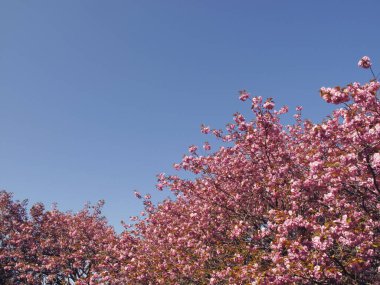 Pembe kiraz çiçeğinin doğa manzarası