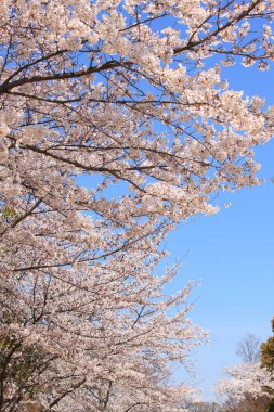 Renkli bahar çiçekleri güneş ışığında çiçek açıyor 