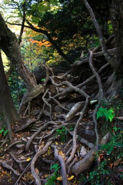 Ormandaki ağaç kökleri, doğa bitki örtüsü