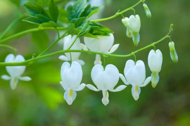 Bahçedeki ilk bahar kardelenlerinin beyaz çiçekleri.