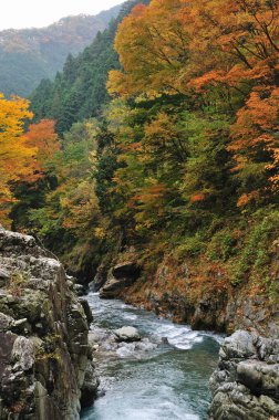 Sonbahar mevsiminde bir deresi olan güzel sonbahar manzarası 