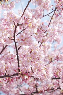 Sakura çiçeği, güzel pembe çiçekleri kapat. 