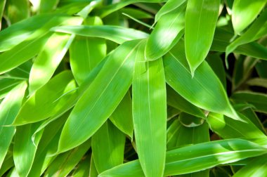 Yeşil yapraklı arka plan. Sasa veitchii, Japonya 'ya özgü bambu cinsi bir bitki türü.